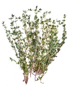 branches of fresh thyme herb isolated on white background