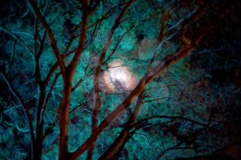green moon in night forest