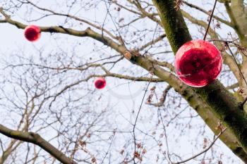 decorative red glass new year baubles on tree outdoor
