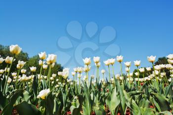 bottom view of white tulips on flower bed on blue sky background