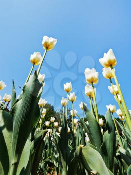 view from below of many white tulips on flower meadow on blue sky background