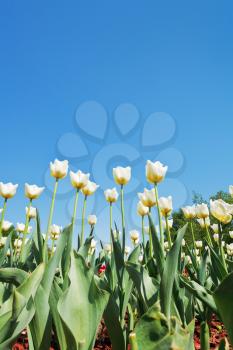 bottom view of white tulips on flowerbed on blue sky background