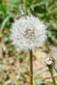 parachutes and seed head of dandelion blowball close up