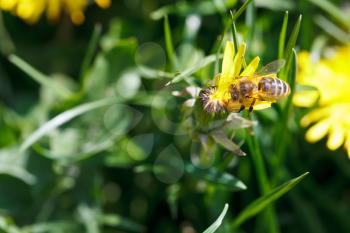 bee sips nectar from yellow dandelion flower close up on summer meadow