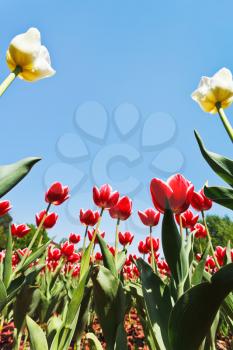 bottom view of red and white ornamental tulips on flower bed on blue sky background