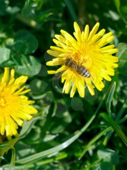 bee collecting blossom dust from yellow dandelion flower close up on summer meadow