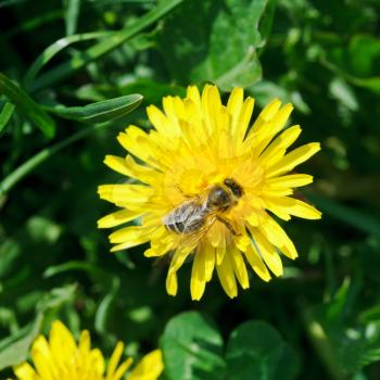 bee collecting nectar from yellow dandelion flower close up on summer meadow