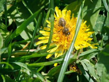 bee collecting pollen from yellow dandelion flower close up on summer meadow