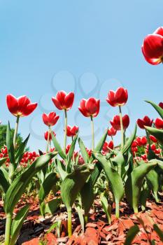 view from below of many red tulips on flower field on blue sky background