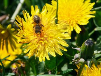 bee feeds on yellow dandelion flower close up on summer meadow