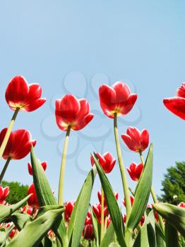 bottom view of several red tulips on blue sky background