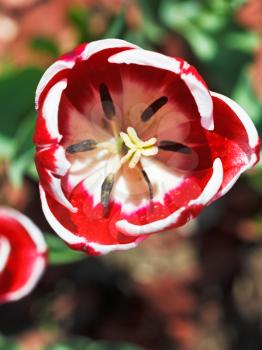 top view of red tulip bloom close up