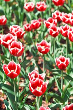 red ornamental tulips on flower bed close up