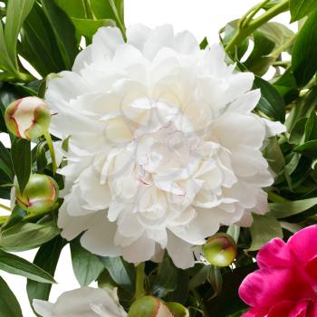 peony flower close up isolated on white background
