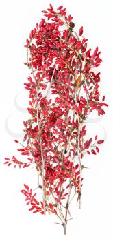 red berberis twig with ripe fruits on white board