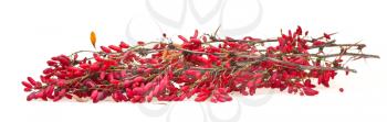 red berberis sprig with ripe fruits on white board