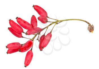 red Berberis shoot with ripe fruits isolated on white background