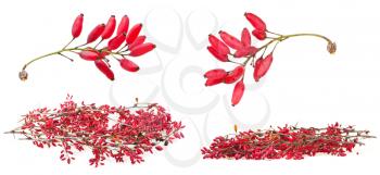 set of red berberis shoot with ripe fruits on white background