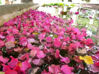 many pink flower petals floating in water close up