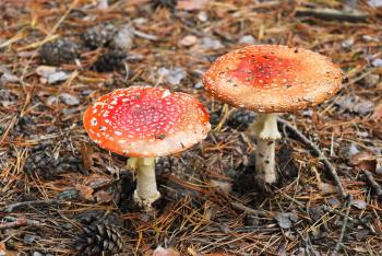two fly agaric poisonous mushrooms in autumn coniferous forest