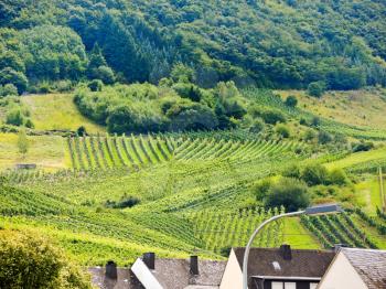 vineyard on green hills in Moselle region, Germany