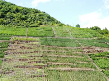 vineyards on green hills in Moselle district, Germany
