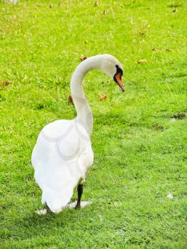 white mute swan on green lawn in summer