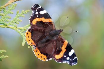 Red Admiral (Vanessa atalanta) colourful butterfly