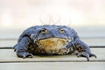 Common (european) toad - bufo bufo close up