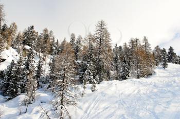ski run in snow forest on mountain in Val Gardena, Dolomites, Italy