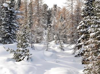 snow coniferous wood on mountain in Val Gardena, Dolomites, Italy