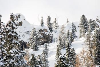 coniferous forest on snow mountain slope in Val Gardena, Dolomites, Italy