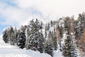 coniferous wood on snow mountain slope in Val Gardena, Dolomites, Italy
