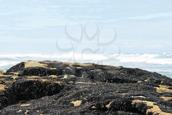 colony mussels on coast of Atlantic ocean in Costa da Morte, Galicia, Spain