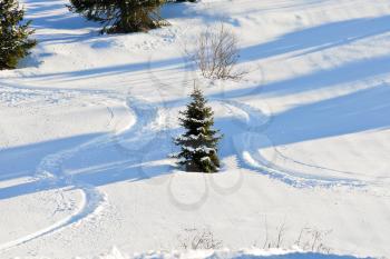skiing tracks around fir tree on snow slope in Portes du Soleil region, Morzine - Avoriaz, France
