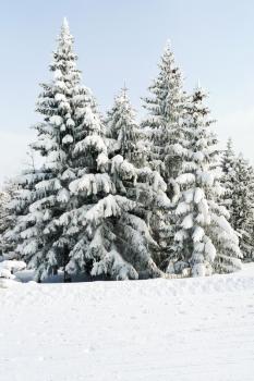 snowbound fir trees near ski run in skiing area Via Lattea (Milky Way), Sestriere, Italy