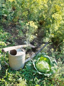 shovel, watering can and cabbage in garden in summer day
