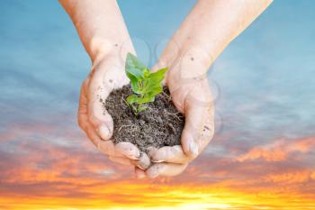 handful of soil with green sprout with sunrise sky background