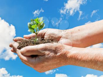 male hands with handful soil and green sprout on blue sky and white clouds background