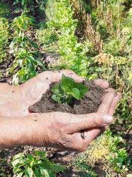 farmer hands with handful soil with green sprout on garden background