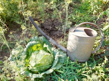 watering can and cabbage in garden in summer day