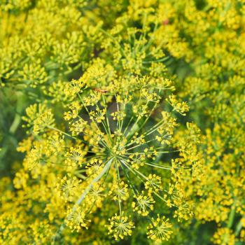 above view of flowering dill herbs in garden