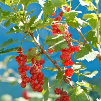 redcurrant berries close up on green bush in garden in summer day