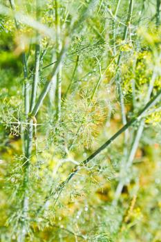 rain drops on dill herbs in garden close up