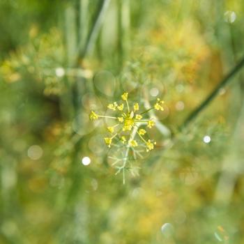 flowers of dill herbs in garden close up