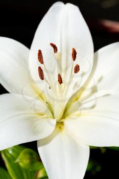 white head of bloom Lilium candidum (Madonna Lily) close up