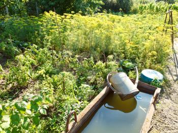 basin with water for garden watering and handshower in garden in summer day