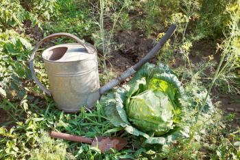 scoop, watering can and cabbage in garden in summer day