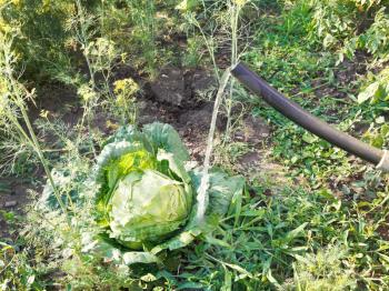 watering cabbage from handshower in garden in summer day