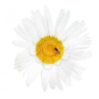 decorative Ox-eye daisy flower with fly close up isolated on white background